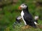 Puffins Birds Colony