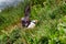 Puffins in Borgafjordur Eystri reserve sanctuary. Iceland