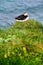 Puffins in Borgafjordur Eystri reserve sanctuary. Iceland