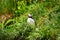 Puffins in Borgafjordur Eystri reserve sanctuary. Iceland