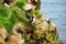 Puffins in Borgafjordur Eystri reserve sanctuary. Iceland