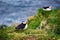 Puffins in Borgafjordur Eystri reserve sanctuary. Iceland