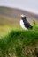 Puffins in Borgafjordur Eystri reserve sanctuary. Iceland