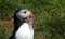 Puffins, Borgarfjordur Eystri, North Island, Iceland