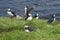 Puffins, Borgarfjordur Eystri, North Island, Iceland