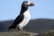 Puffins, Borgarfjordur Eystri, North Island, Iceland