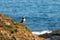 Puffins with brightly colored beaks on the coast of Newfoundland, Canada.