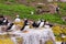 Puffins with brightly coloured beaks in Farne Islands