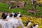 Puffins with brightly coloured beaks in Farne Islands