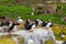 Puffins with brightly coloured beaks in Farne Islands