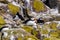 Puffins with brightly coloured beaks in Farne Islands