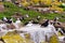 Puffins with brightly coloured beaks in Farne Islands