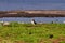 Puffins with brightly coloured beaks in Farne Islands