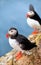 Puffins on a cliff