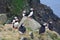 Puffins on a cliff in Faroe Islands