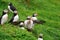 Puffins colony, Iceland