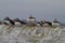 Puffins, Farne Islands