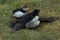 Puffins Fighting