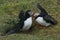 Puffins Fighting