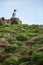 Puffins (Fratercula arctica)