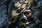 Puffins, Fratercula arctica, rubbing beaks with courtship behaviour