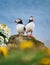 Puffins in Iceland. Seabirds on sheer cliffs. Birds on the Westfjord in Iceland. Composition with wild animals.