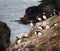 Puffins on Icelandic Cliff