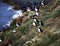 Puffins on Icelandic Cliff