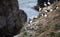 Puffins on Icelandic Cliff