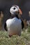 Puffins - Island of Lunga - Scotland