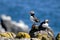 Puffins on Isle of May