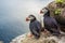 Puffins on the Latrabjarg cliffs, West Fjords, Iceland