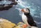 Puffins on the Latrabjarg cliffs, Western Fjords, Iceland