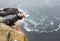 Puffins on the Latrabjarg cliffs, Western Fjords, Iceland