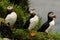 Puffins, little cute and colorful birds, Mykines island, Faroe Islands
