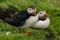 Puffins, little cute and colorful birds nesting on a cliff, Mykines island, Faroe Islands