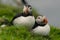 Puffins, little cute and colorful birds nesting on a cliffs, Mykines island, Faroe Islands