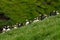 Puffins, little cute and colorful birds sitting and nesting at the top of the cliff in a rain, Mykines island, Faroe Islands