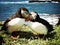 Puffins on Lunga island