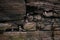 Puffins on Mainland, Orkney islands, Scotland