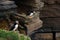 Puffins on Mainland, Orkney islands, Scotland