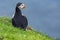 Puffins on Mykines cliffs and atlantic ocean. Mykines island, Faroe Islands, Europe