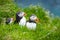 Puffins on Mykines cliffs and atlantic ocean. Mykines island, Faroe Islands, Europe