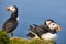 Puffins on Mykines cliffs under blue sky. Faroe birdlife