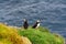 Puffins, mykines, farao islands, north atlantic