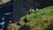 Puffins in Mykines Island, Faroe Island. 4K Cinematic close up footage.