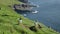 Puffins in Mykines Island, Faroe Island. 4K Cinematic close up footage.