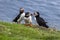 Puffins at the Mykines island at Faroe Islands