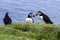 Puffins at the Mykines island at Faroe Islands