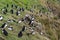 Puffins at the Mykines island at Faroe Islands